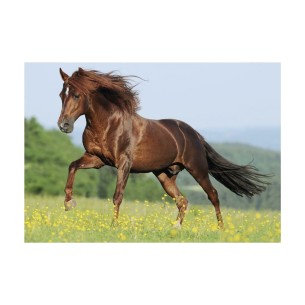 PUZZLE 500 pcs - Cavalo no prado - DINO 2