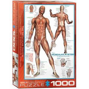 PUZZLE 1000 pcs- Sistema Muscular - Eurographics