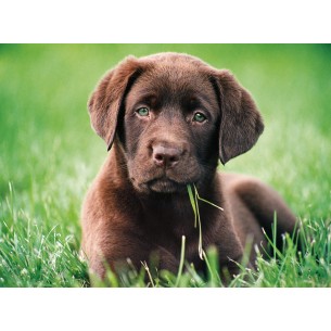 PUZZLE 500 HQ Chocolate Puppy - CLEMENTONI 2
